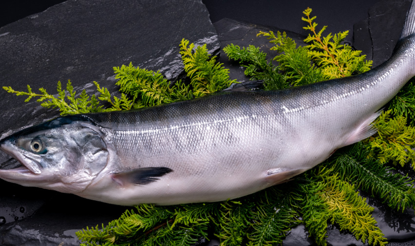 Fillet of Salmon