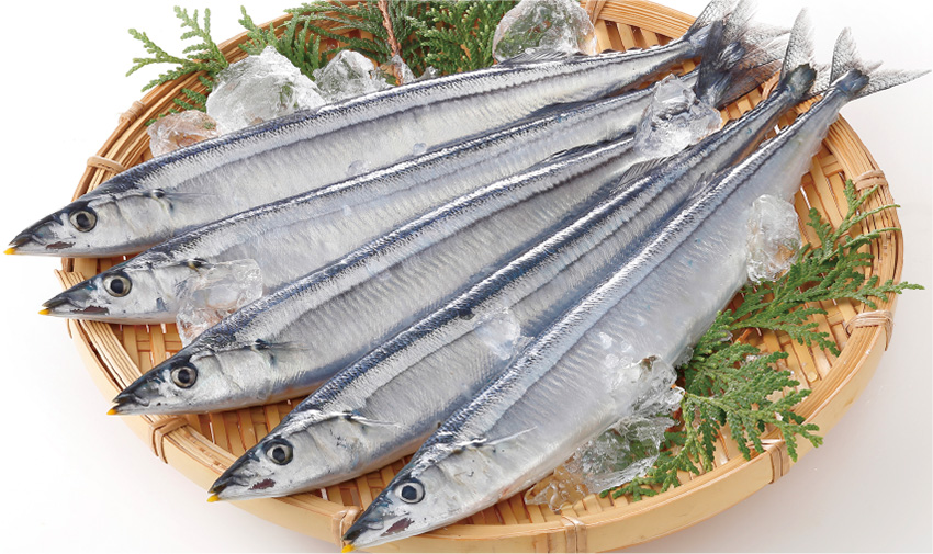 Mackerel Pike